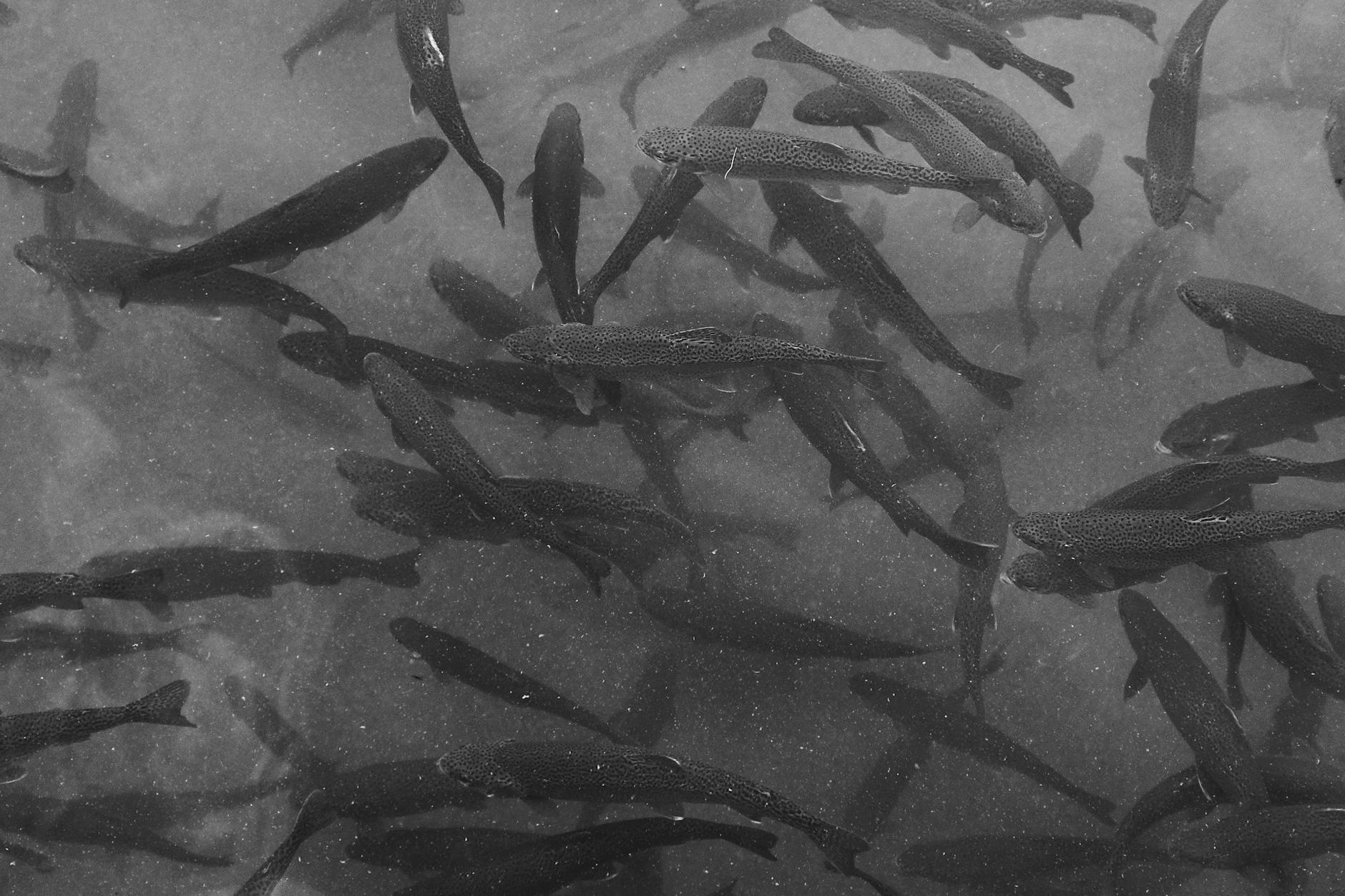 Các hướng di chuyển của cá trong game bắn cá để canh góc bắn