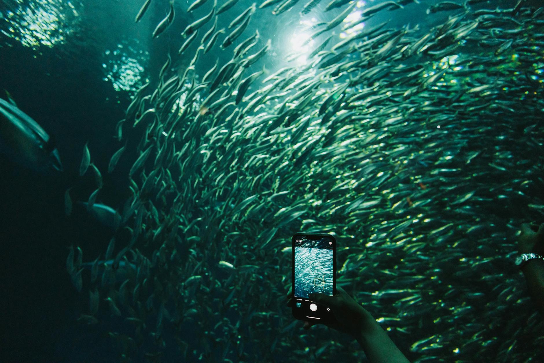 Đàn cá xuất hiện theo cụm trong game bắn cá