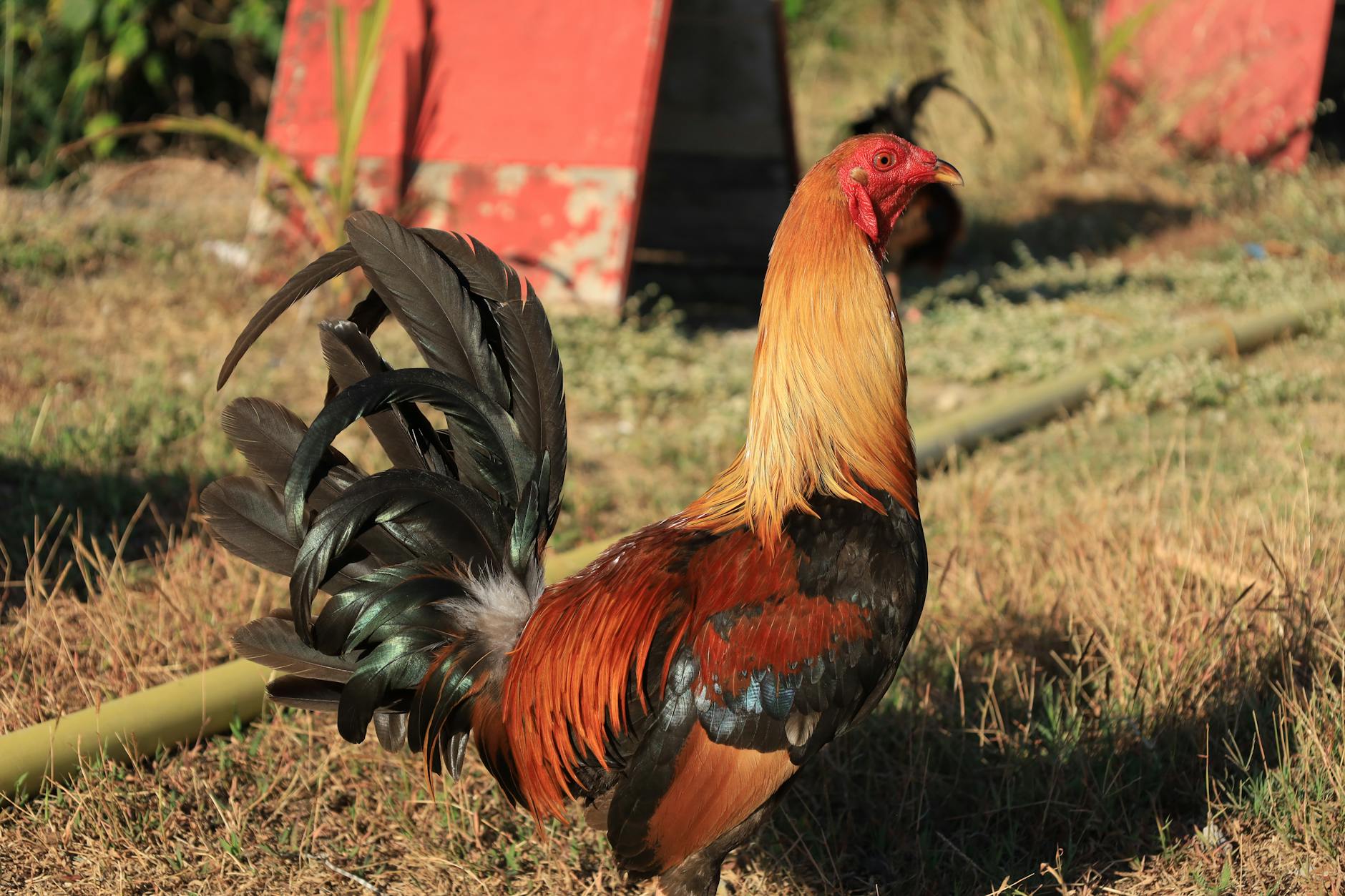 Người điều hành kiểm tra chiến kê trước một trận đấu theo phong cách Philippines