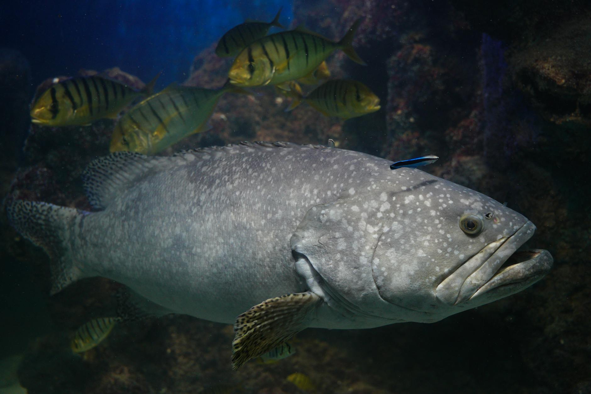 Người chơi ngắm bắn boss khi boss di chuyển vào vùng trung tâm